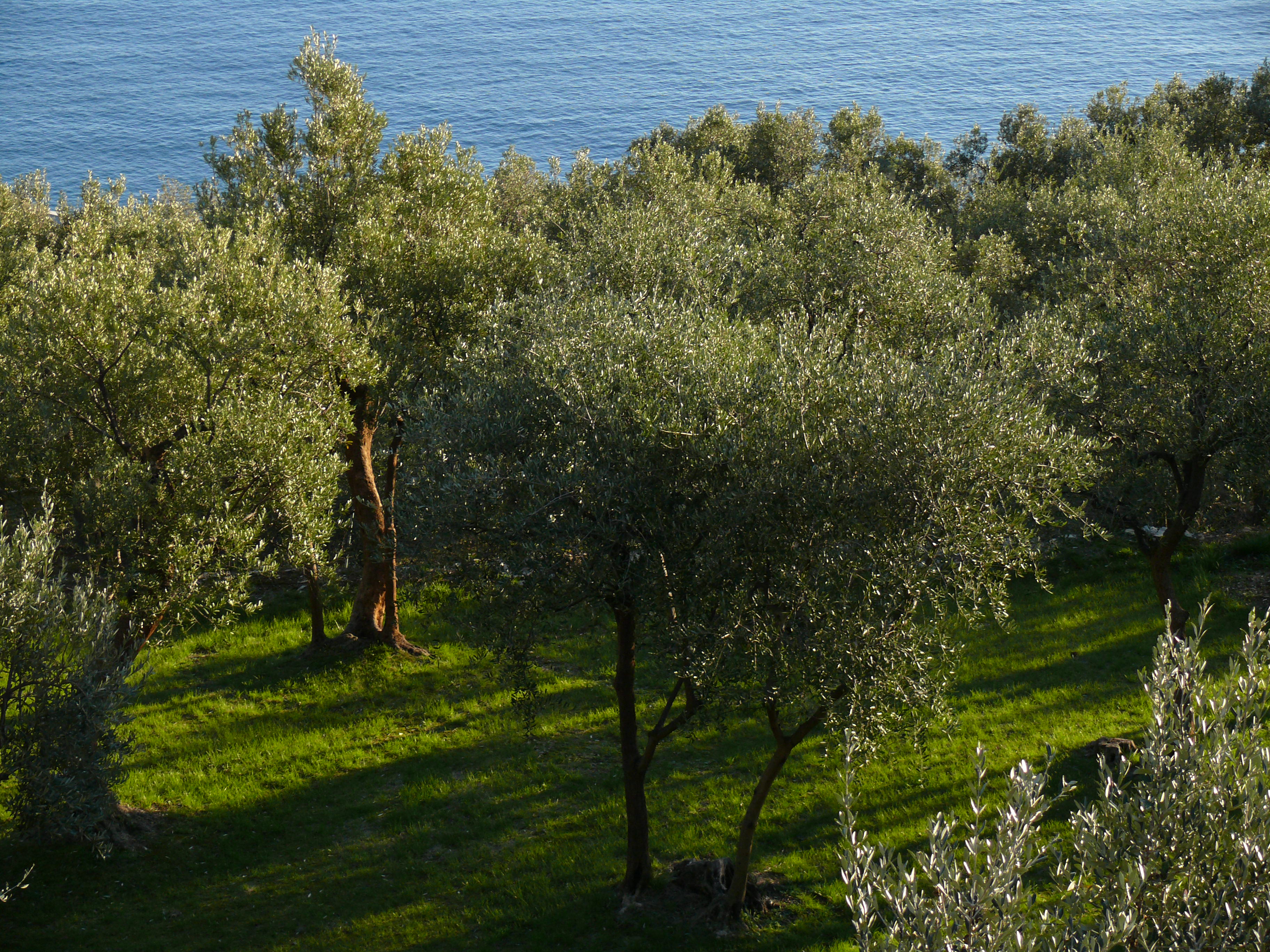 olive-trees-liguria